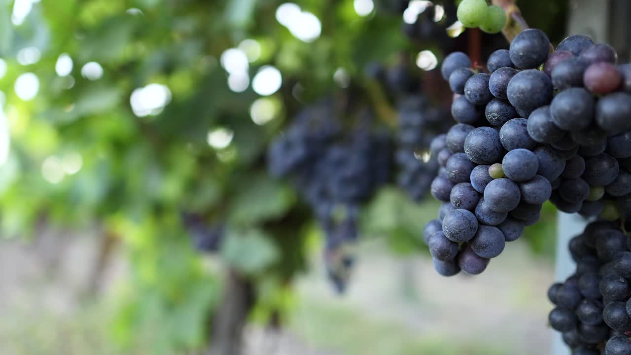 포도 에 있는 포도 들 의 클로즈업