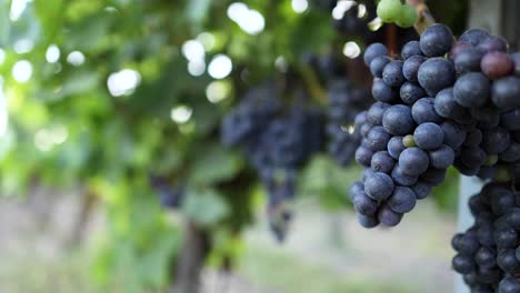 primer plano de las uvas en un viñedo