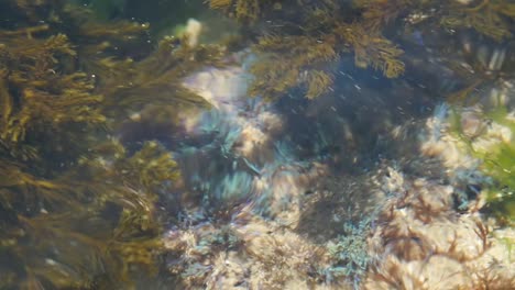 desmarestia seaweed discovering blue algae in water flow in the atlantic coast in galicia