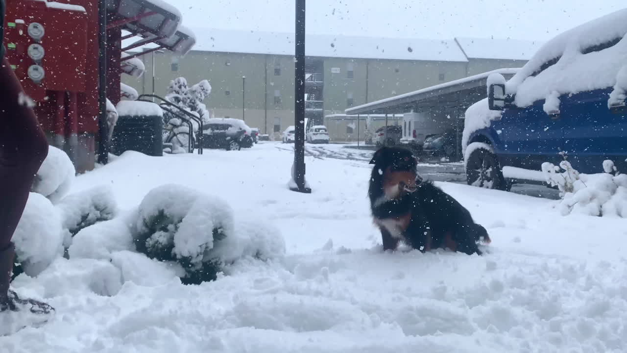 perro australiano y dueño jugando en la nieve, cámara lenta comiendo nieve, 4k