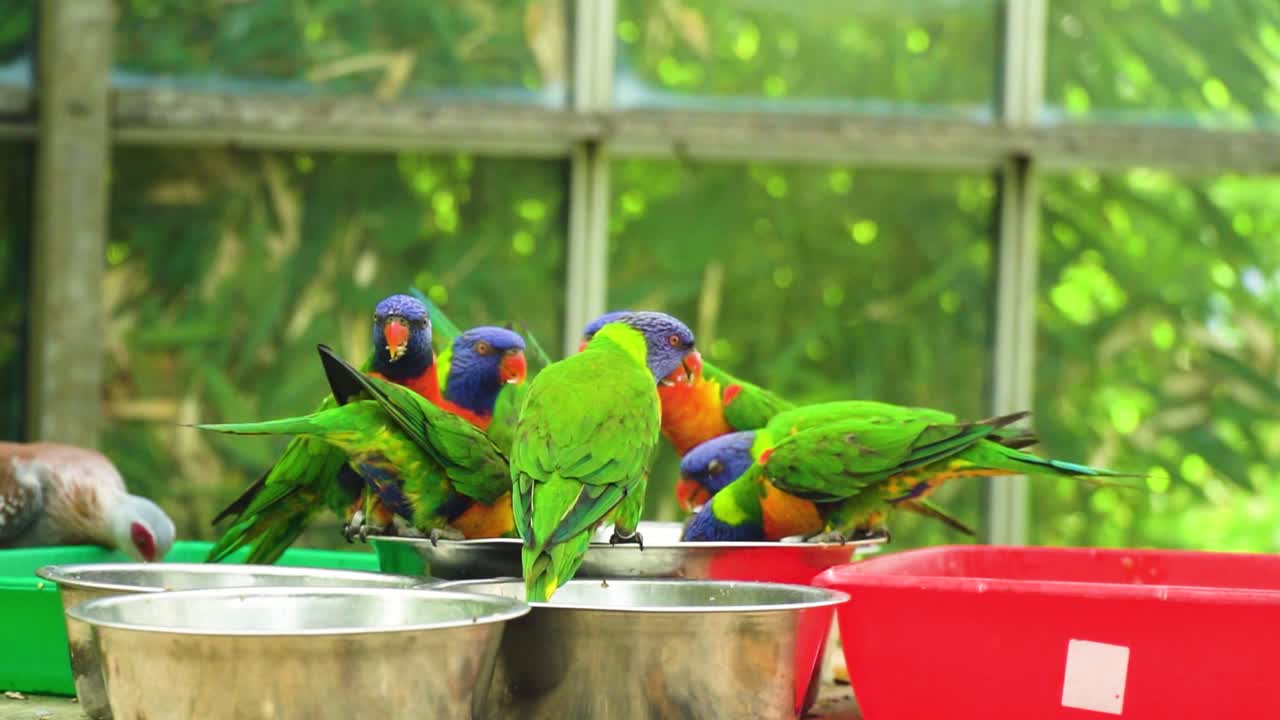 다양한 색상의 이국적인 색조가 혼합된 앵무새 그룹 확대