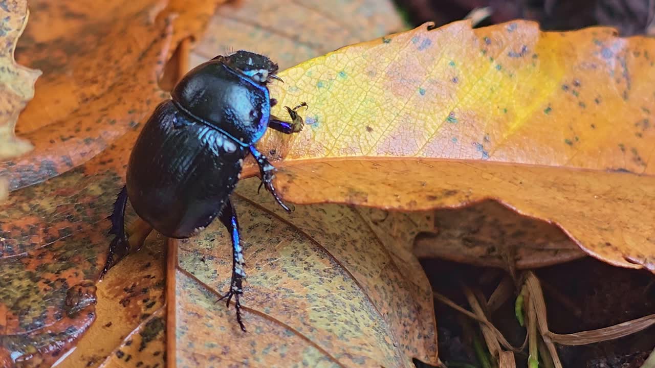 Horizontal macro shot showing a shiny black dung beetle standing still on a dry autumn leaf in the woods