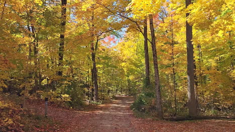 Camino-En-Un-Bosque-Caducifolio