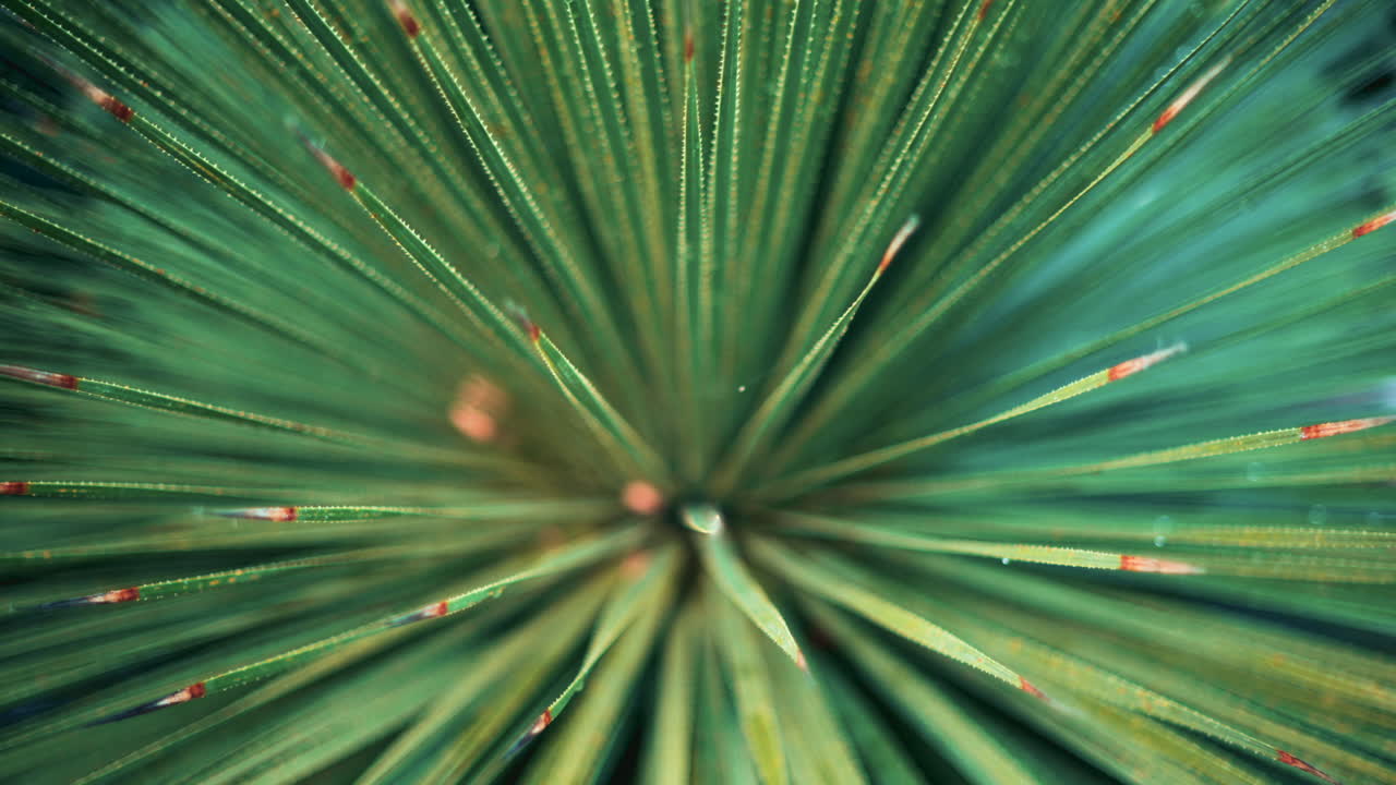 Close up of a tropical palm leaf covered in dew or raindrops