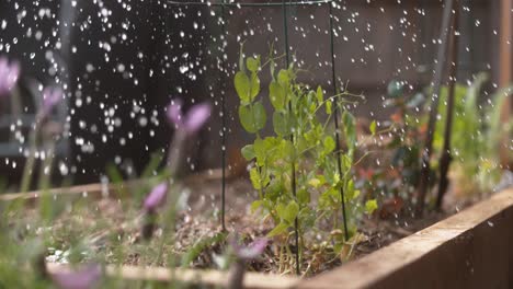 vegetable garden beans getting watered 1000 fps phantom