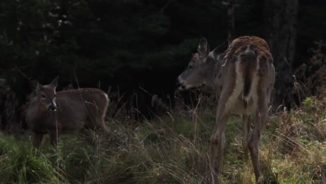 whitetail doe deer and her baby fawn at forest edge