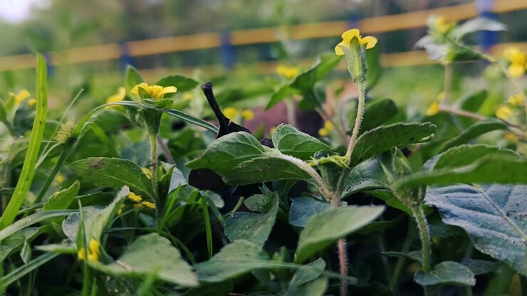 Small Yellow Flowers Growing in Green Grass