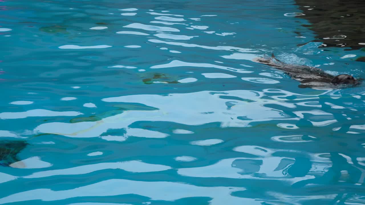 한국 서울 동물원 수영장에서 수영하는 남미 물개