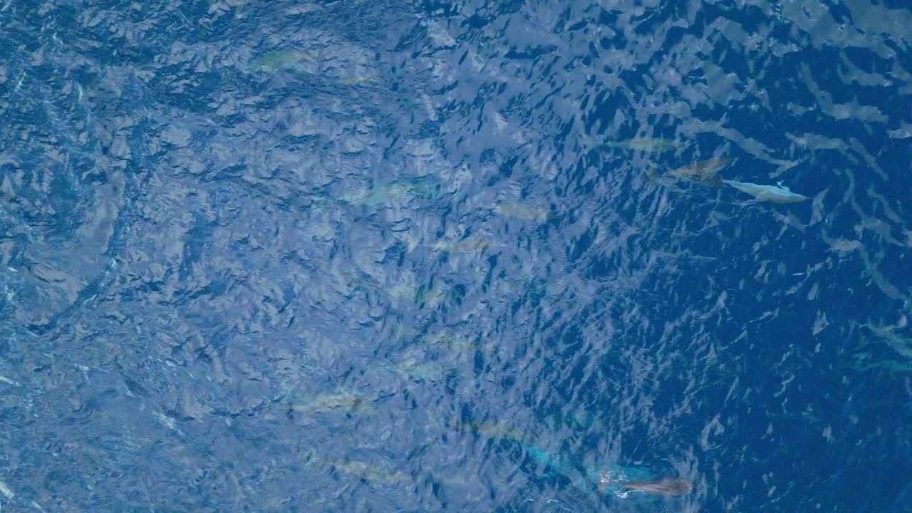 큰 돌고래 어리가 헤엄치고 으로 흔들리는 열린 파란 바다에서 헤엄치는, 공중 추적