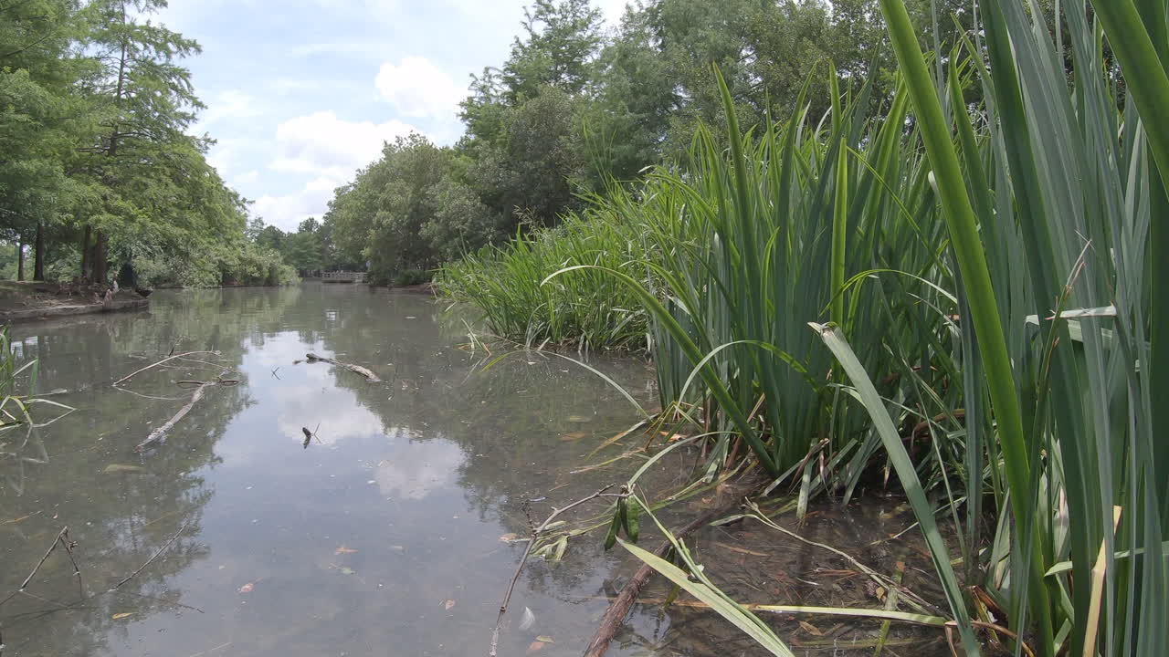 휴스턴의 잠자리와 호수