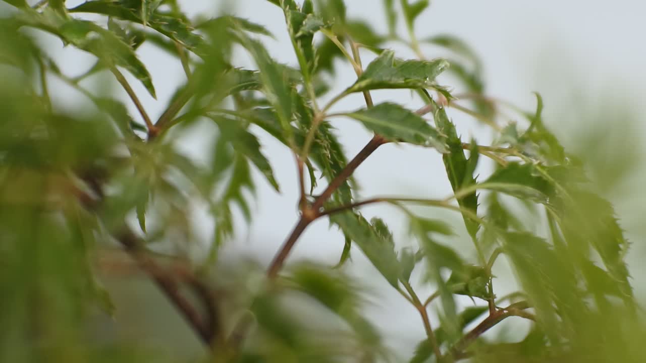 las hojas verdes en el viento se mecen aquí y allá