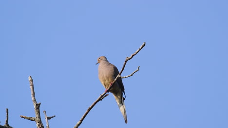 A-beige-mourning-dove-perched-on-a-leafless-treetop-against-a-blue-sky-background