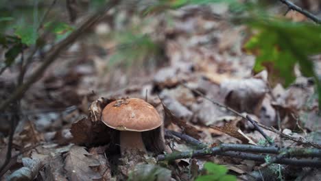 un hongo salvaje en el viento en el bosque