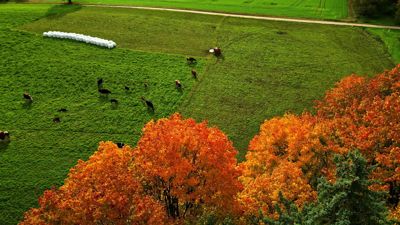 Cows grass feeding on green field, aerial cattle grasping in autumn fall