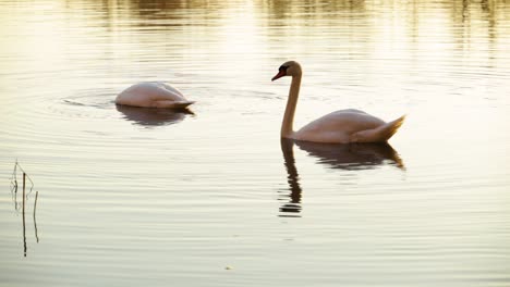 Beautiful,-elegant-white-swans-in-their-natural-habitat,-perfect-couple---wide-shot