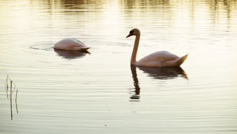 Hermosos-Y-Elegantes-Cisnes-Blancos-En-Su-Hábitat-Natural,-Pareja-Perfecta---Tiro-Amplio