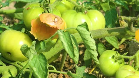 Closeup-shot-of-rotten-tomato-eaten-up