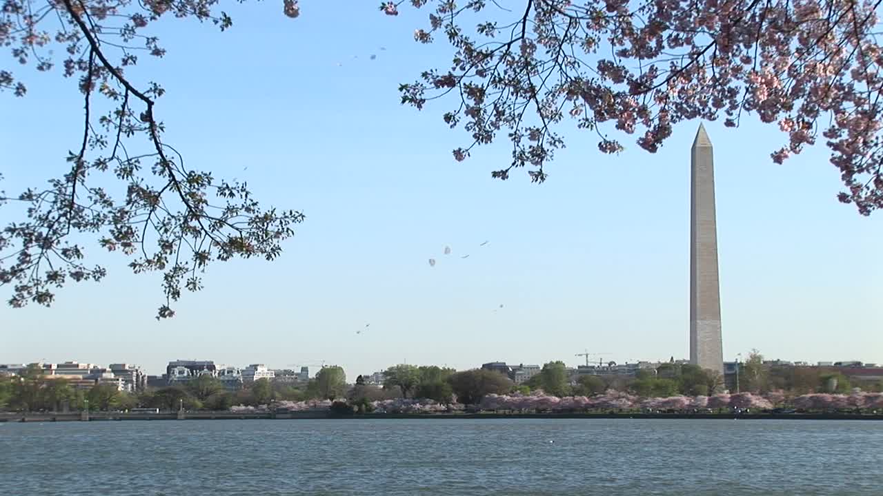 워싱턴 기념비는 이스트 포토맥 공원의 아름다운 벚꽃으로 둘러싸여 있습니다.