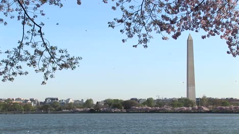 The-Washington-Monument-Is-Framed-By-Beautiful-Cherry-Blossoms-In-East-Potomac-Park