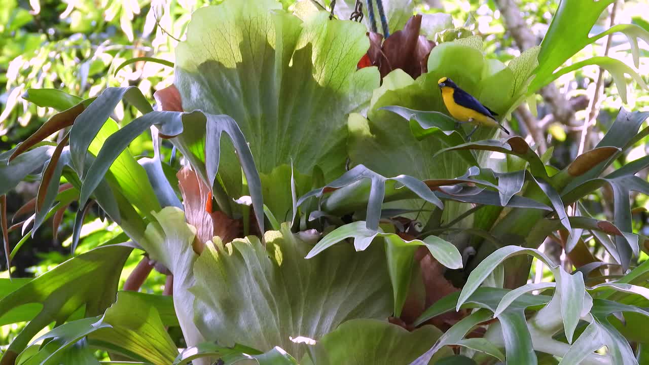 Tropical nature rainforest fauna exotic bird species Blue-winged mountain tanager