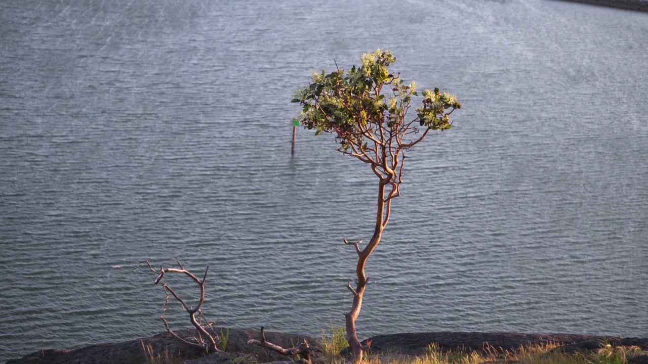 Isolated Tree Against Calm Lake On A Windy Daytime. Static Shot