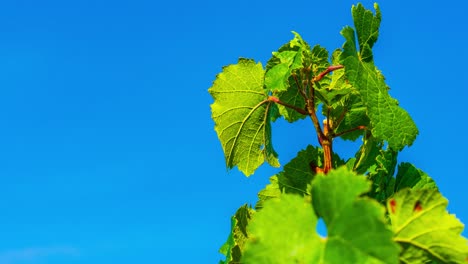 zoom in on vine leaves on vine against blue sky