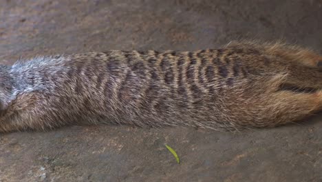 toma de primer plano de cabeza a cola de un suricata perezoso, suricata suricatta acostado boca abajo en el suelo bajo la sombra, enfriando su temperatura corporal en un día caluroso