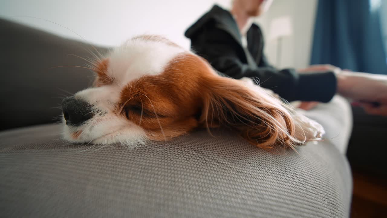 소파에 있는 개