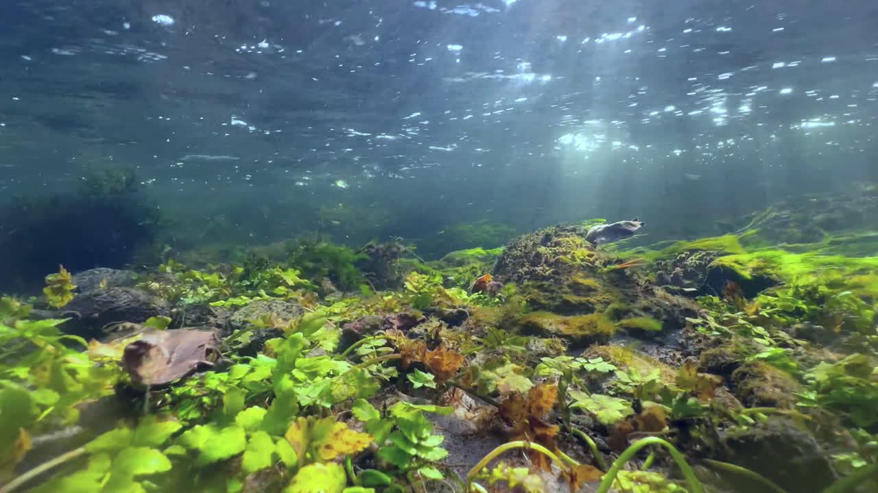 fotografía submarina de plantas acuáticas que se mueven intensamente en el fondo de un pequeño arroyo en saaremaa, estonia.