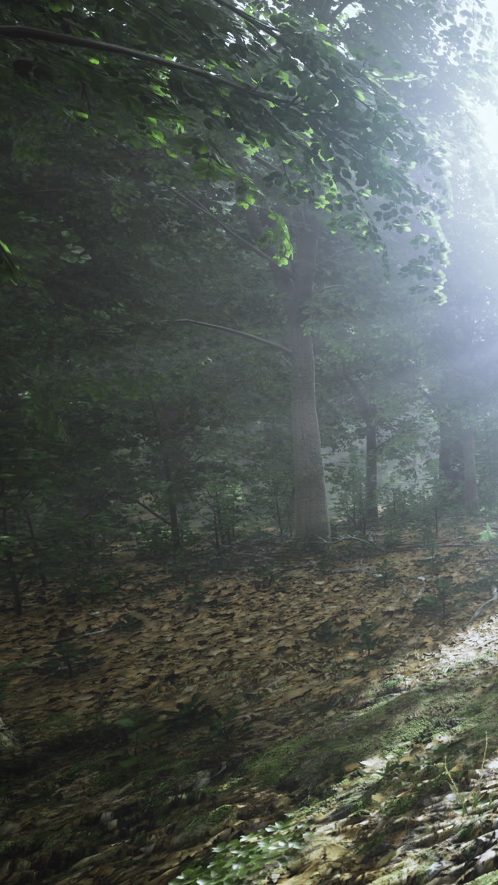 Morning light filters through trees in forest during early hours