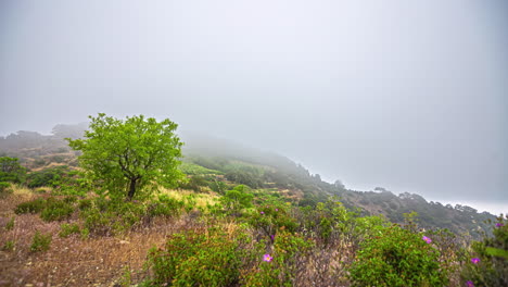 Una-Toma-Secuencial-De-Un-Clima-Frío-Y-Plantas-Arrastradas-Por-Un-Fuerte-Viento-En-La-Cima-De-Una-Colina