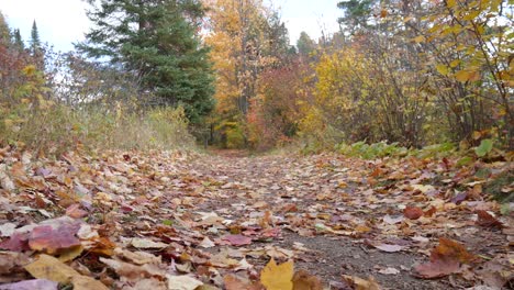 Wanderweg-Bedeckt-Mit-Getrockneten-Blättern-Herbstsaison