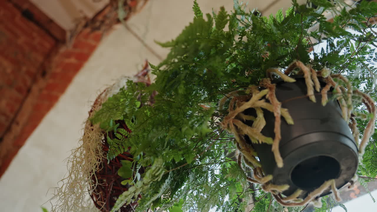 Hængende bregneudstilling i blomsterbutik, solbeskinnet loftsinteriør med hængekurve, mos og rankende vedbend nær buet vindue, rustikt murstensloft og kroge, nærbilleder afslører potteteksturer, økologisk.