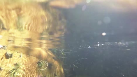 aquatic plants and rocks underwater