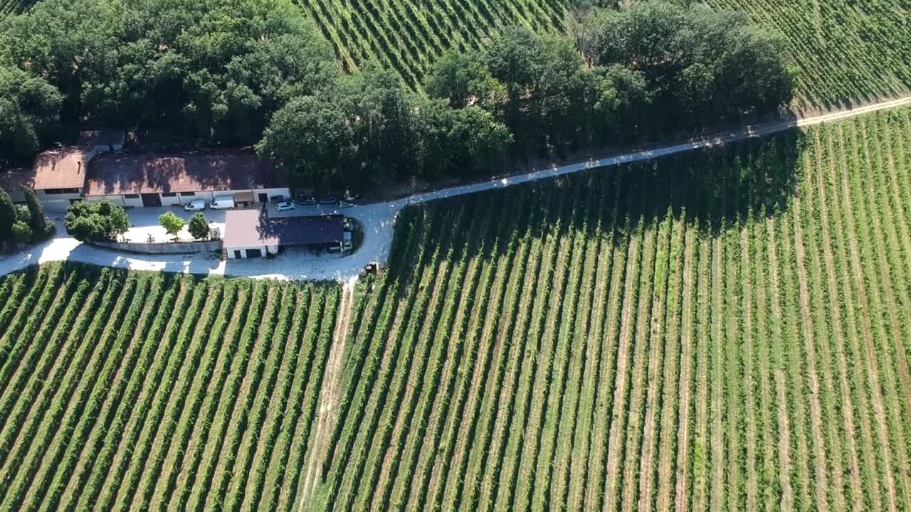 Large vineyard and cultivated fields on hilly landscape, aerial drone vertical movement