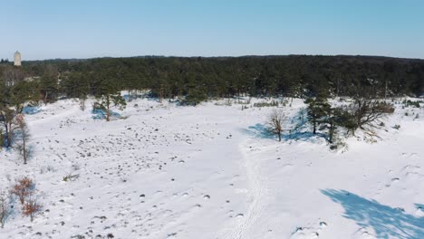 low aerial view of green pine tree forest with snow covered ground, winter scene