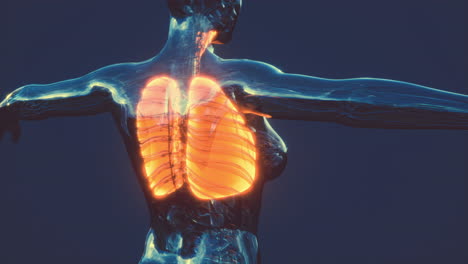 x-ray image of human lungs for a medical coronavirus covid-19 diagnosis