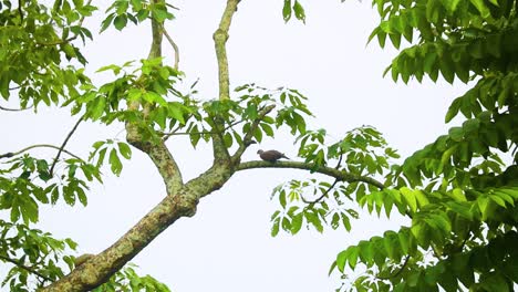 spotted dove resting on a branch of tree in rural bangladesh