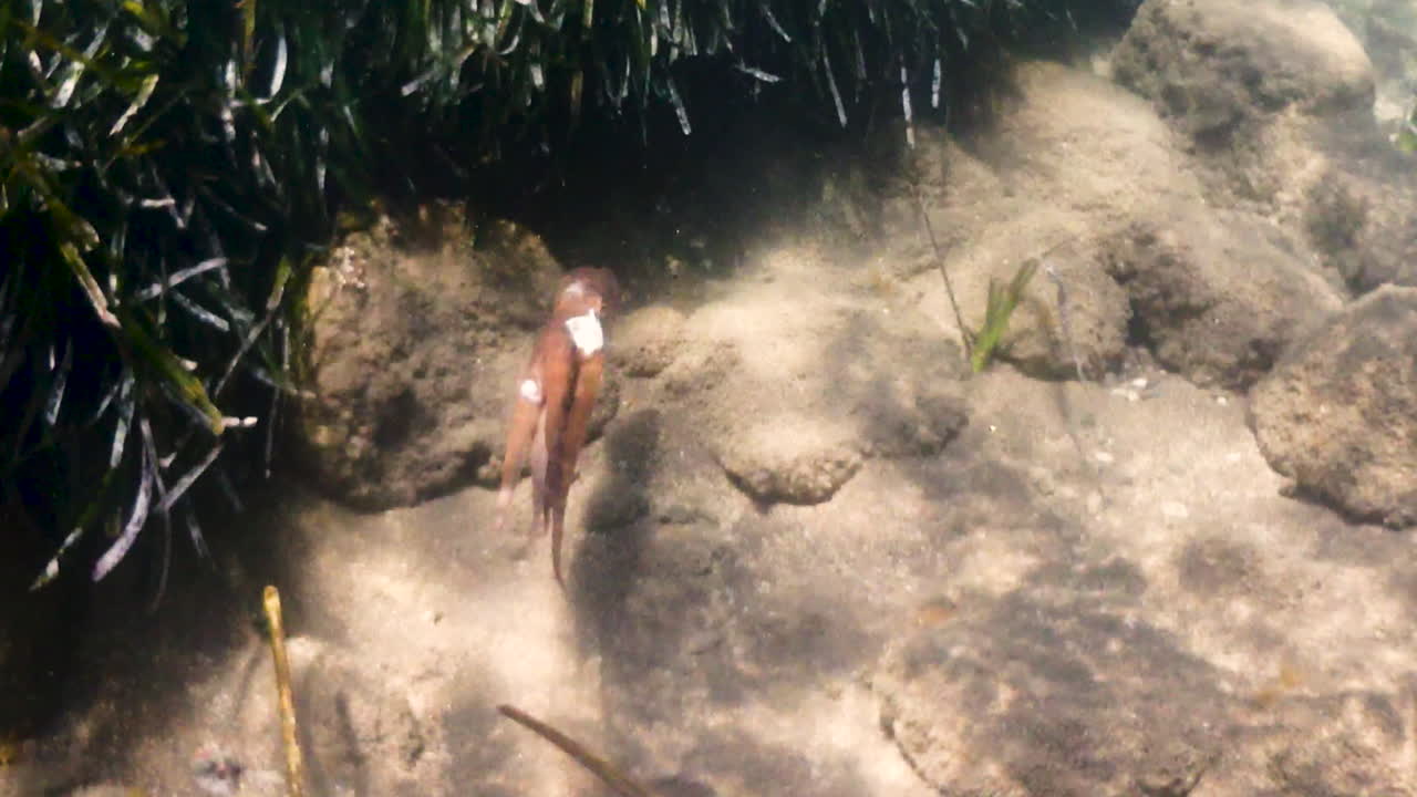 해조류 속에 숨기기 위해 헤엄치는 문어, 수중 영상