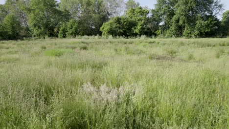 marsh grass slow drone sideways low flyover