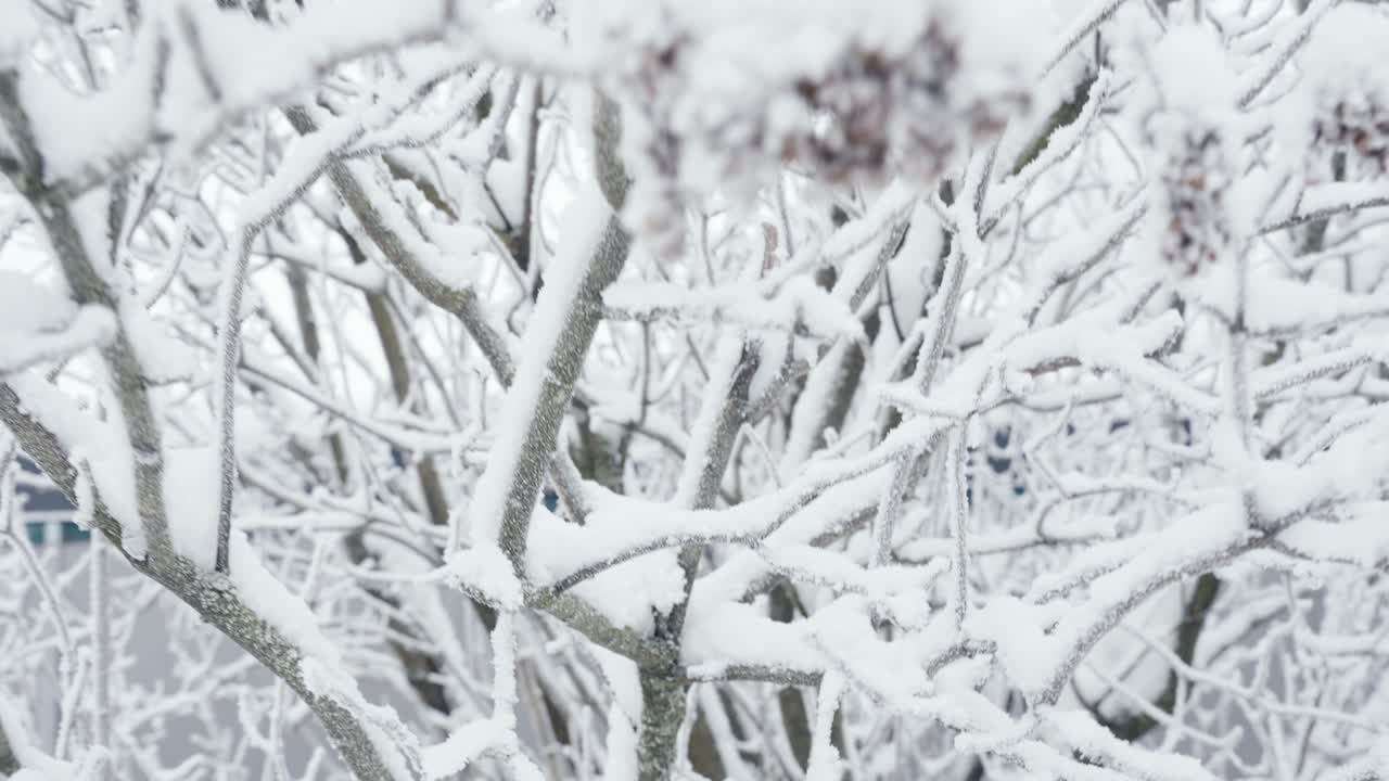 primer plano de un árbol sin hojas escarchado congelado cubierto de nieve en el día de invierno