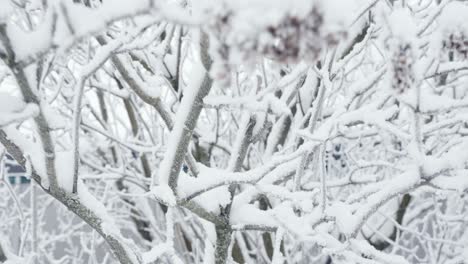 close up of frozen frosty leafless tree covered with snow on winter day