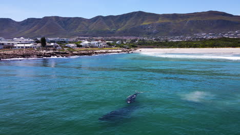 ballenas nadando cerca de la playa de la popular ciudad costera, vista de drones