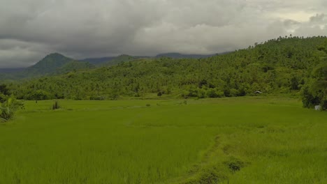 Vuelo-Bajo-De-Drones-Cinematográficos-Sobre-Campos-De-Arroz-Con-Paisaje-Selvático-Como-Telón-De-Fondo-En-Surigao-Del-Norte,-Filipinas