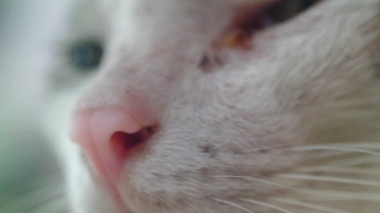 cat nose close up shot