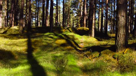 gliding over a grassy area in a forest filled with tall trees