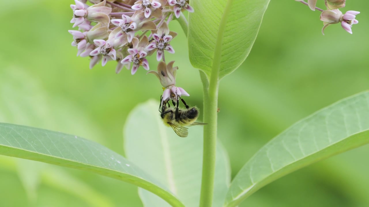 Bumblebee clings to a pink milkweed blossom, gathering nectar against a soft green background. Gentle macro-style shot useful for pollination, ecology, or gardening themes.