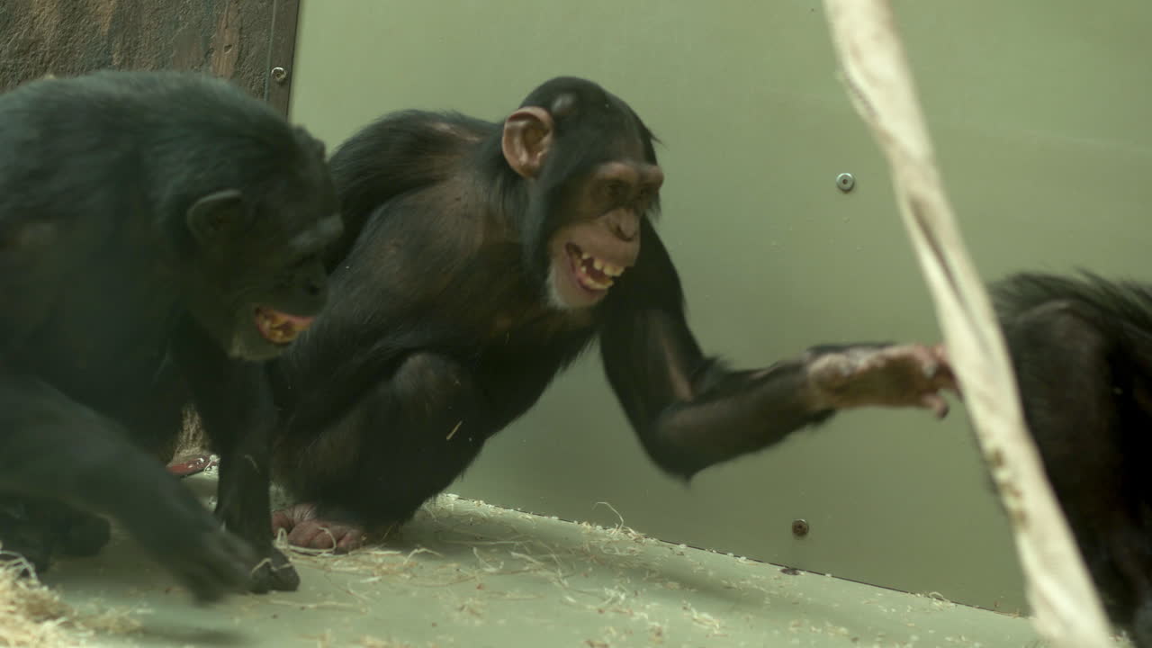 Scimpanzé monelli che scherzano allo zoo di Oliwa, Danzica
