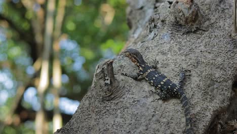 a tripod shot of a baby asian water monitor that is slowly looking from left side to the right side gently turning his neck while gripping to a tree trunk in mangrove forest, thailand