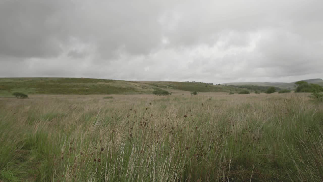 영국 데본주 다트무어 국립공원의 야생 꽃과 함께 푸른 풍경의 타임 스